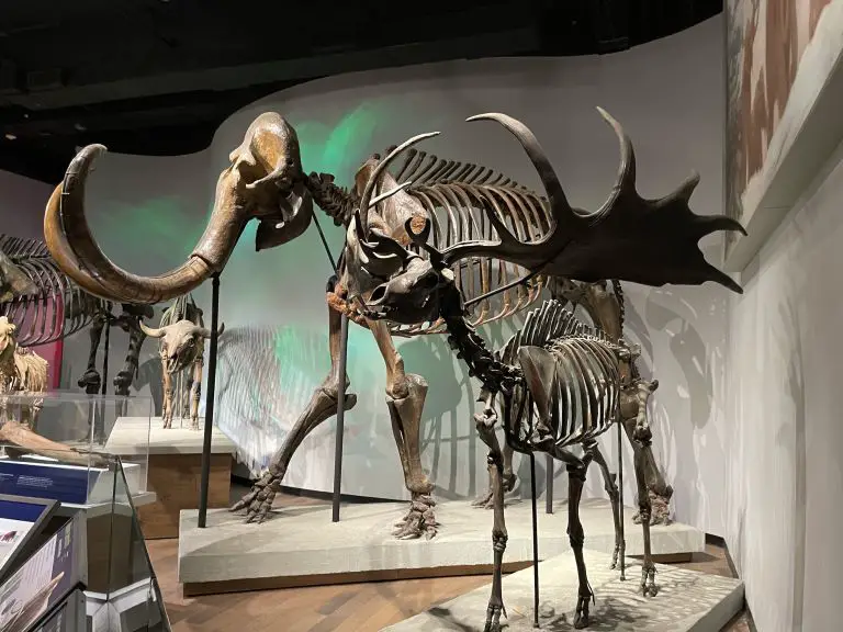 field museum skeleton