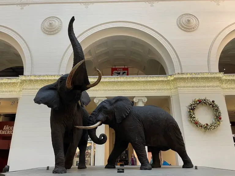field museum Chicago elephants