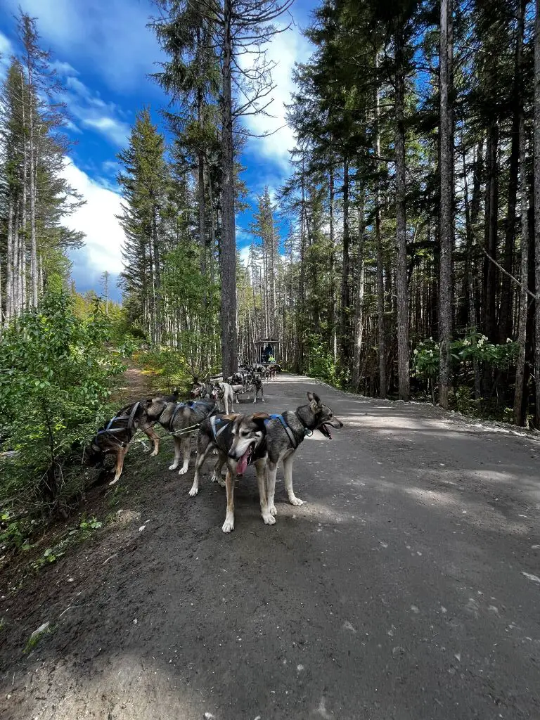 alaskan sled dogs