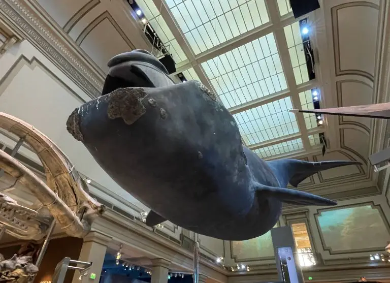 natural history museum dc whale