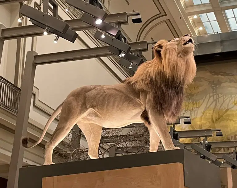 national natural history museum lion