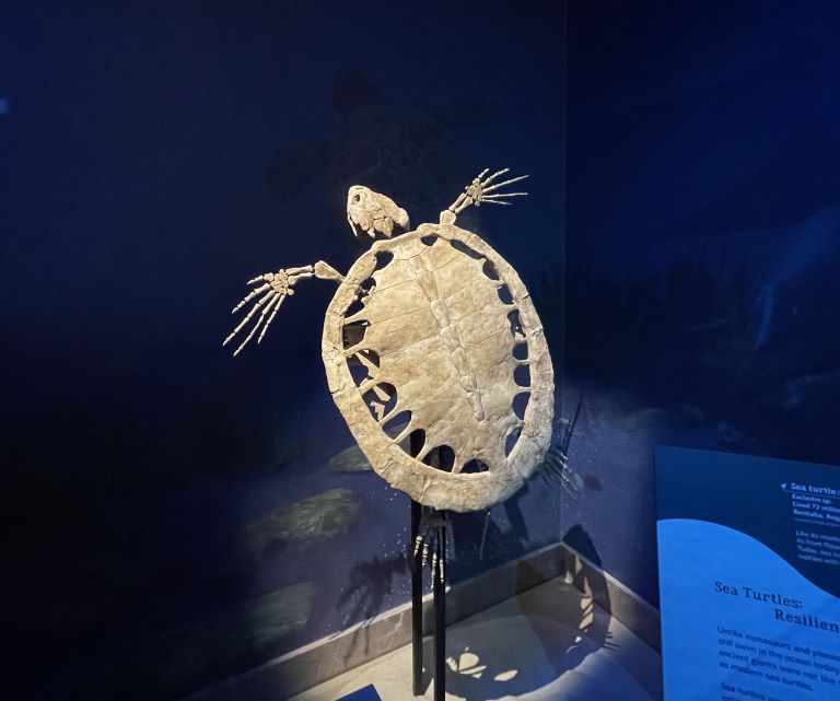 museum of natural history Washington dc turtle skeleton