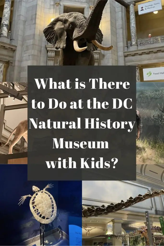 what is there to do at the dc natural history museum with kids pin