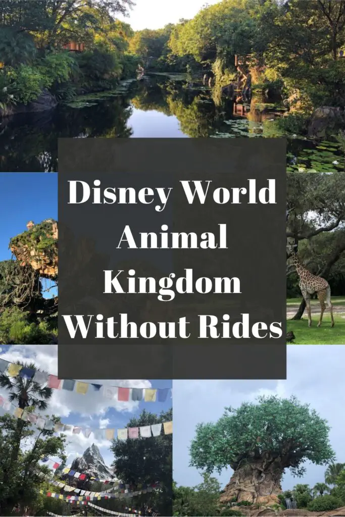 animal kingdom without rides pin